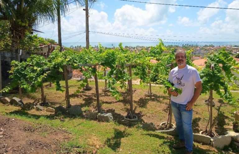 Vinho e maresia: Alessandro Albertini resgata uva extinta há 500 anos em Itamaracá