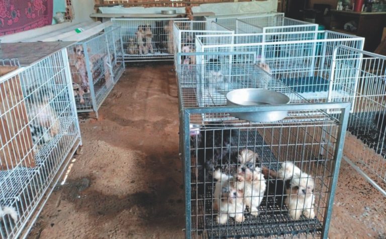 Vinte presos e 100 indiciados por maus-tratos a animais no Espírito Santo