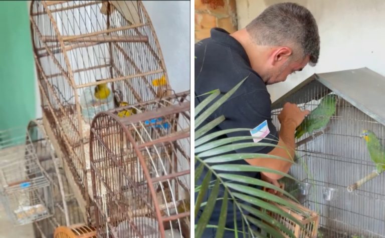 Ação conjunta resgata 16 aves mantidas ilegalmente em Vila Velha