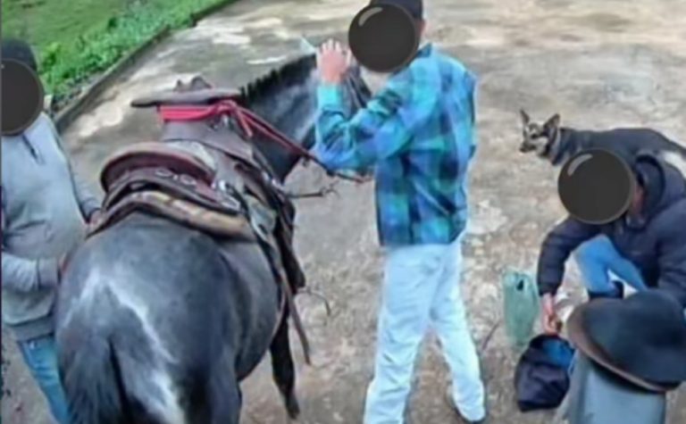 Adolescente de 16 anos é suspeito de matar égua a facadas no ES