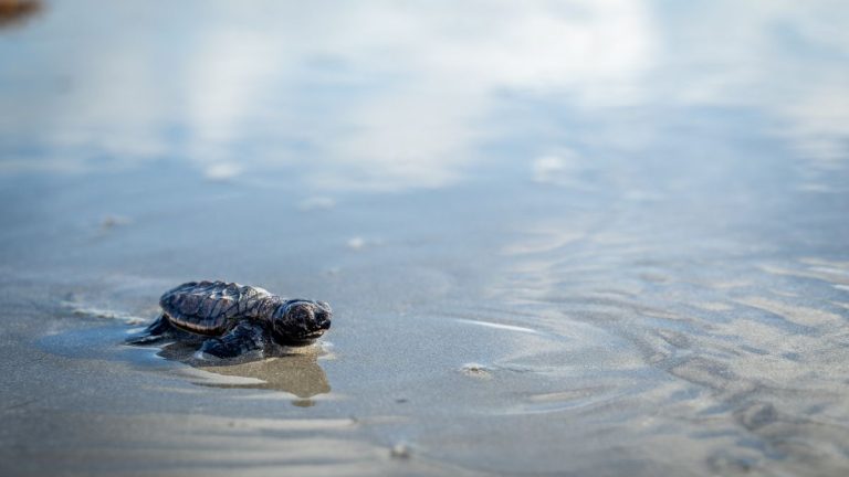 Berçário no Janga: 165 tartarugas-de-pente nascem na Praia da Enseadinha
