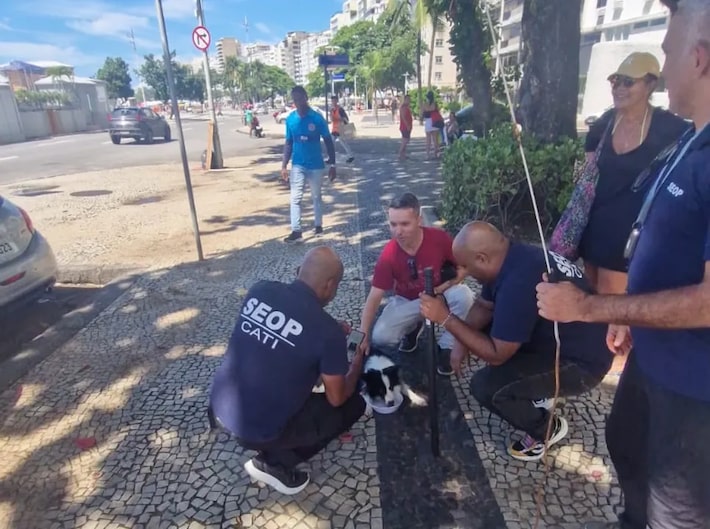 Cadela é resgatada após passar três dias presa em carro em Copacabana