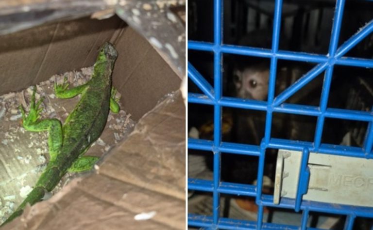 Capixabas são presos transportando animais silvestres em porta-malas no RJ
