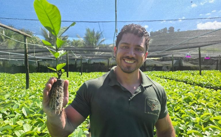 Células de papel biodegradável é aposta para melhorar produção de mudas de café