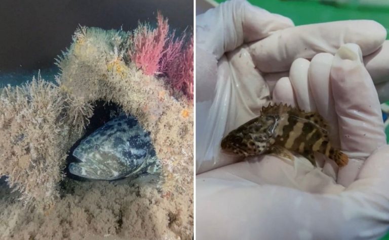 Conceição da Barra oficializa peixe mero como símbolo municipal