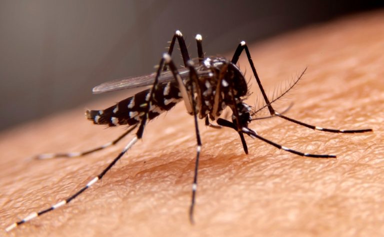 SUS vai oferecer teste rápido para diagnóstico da dengue