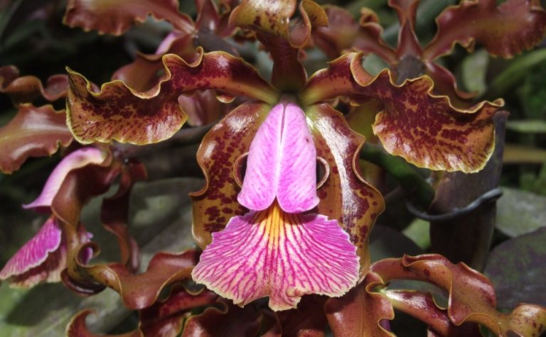 Espécies de flores encontradas no Espírito Santo são vendidas por até R$ 20 mil