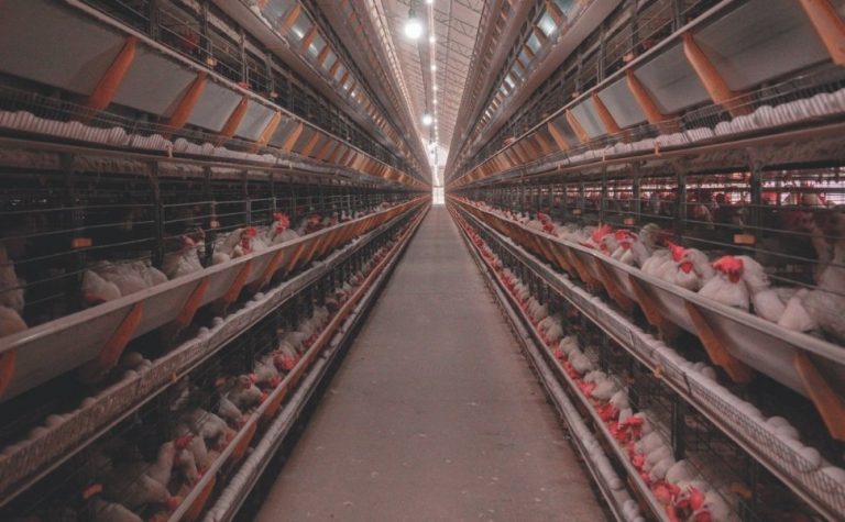 Fábrica de ração recebeu R$ 30 milhões em investimentos em Santa Maria de Jetibá