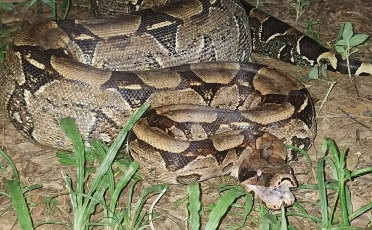 Jiboia de cerca de 20 quilos é resgatada às margens de córrego em Alegre