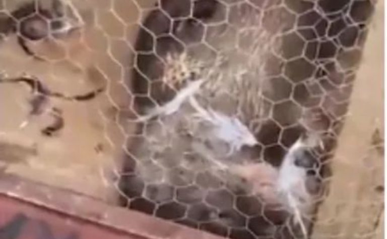 Lontra “invade” quintal, mata galinhas e mobiliza resgate no ES