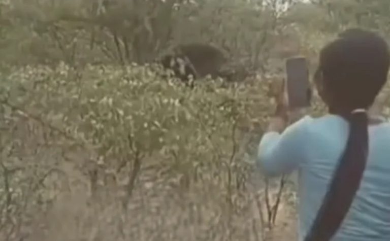 Mulher morre após puxar rabo de elefante para tirar foto na Namíbia