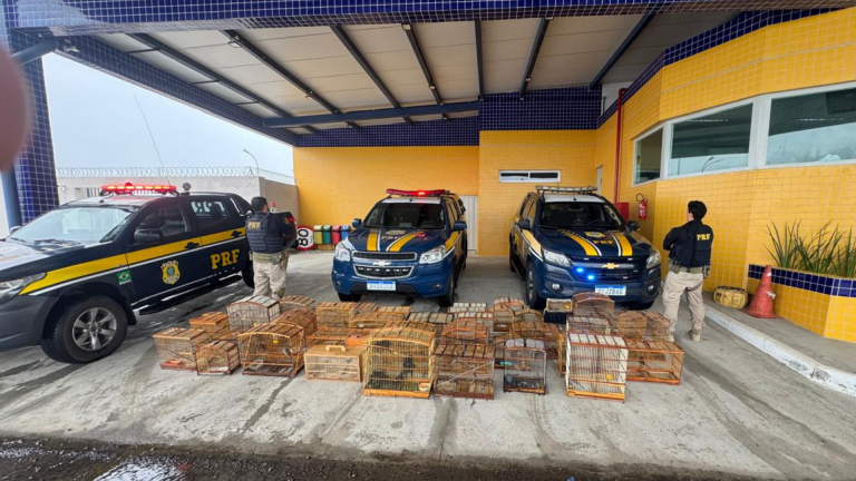 PRF resgata mais de 130 aves silvestres em Petrolina