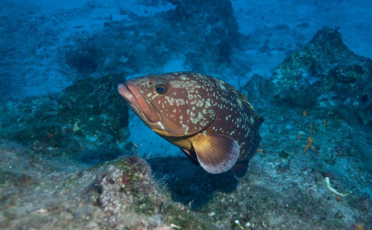 Peixe de meia tonelada ameaçado de extinção vira símbolo de cidade capixaba