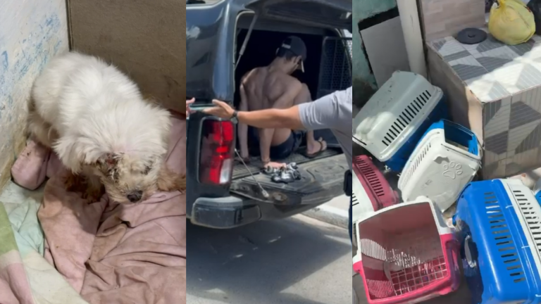 Polícia fecha canil clandestino e prende homem por maus-tratos e tráfico na RMR