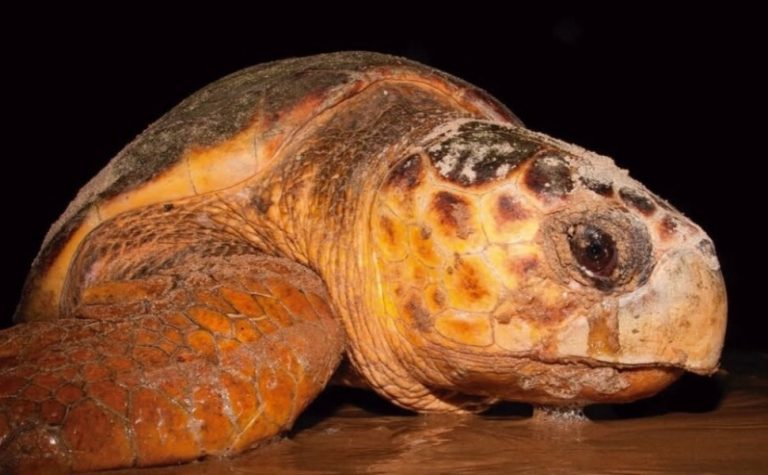 Projeto Tamar: tartaruga de 60 anos volta ao ES para desovar