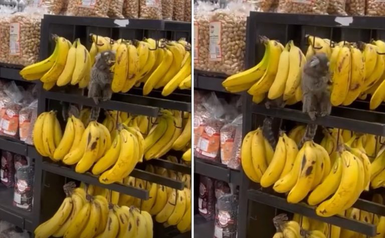 VÍDEO | Saguis “invadem” supermercado e atacam banca de bananas no ES