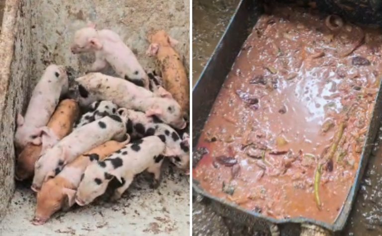 Suínos são resgatados em situação de maus-tratos em garagem de casa em Vila Velha