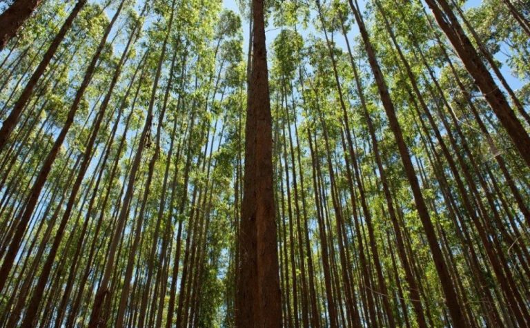 Suzano integra campanha global por metas ambientais até 2030