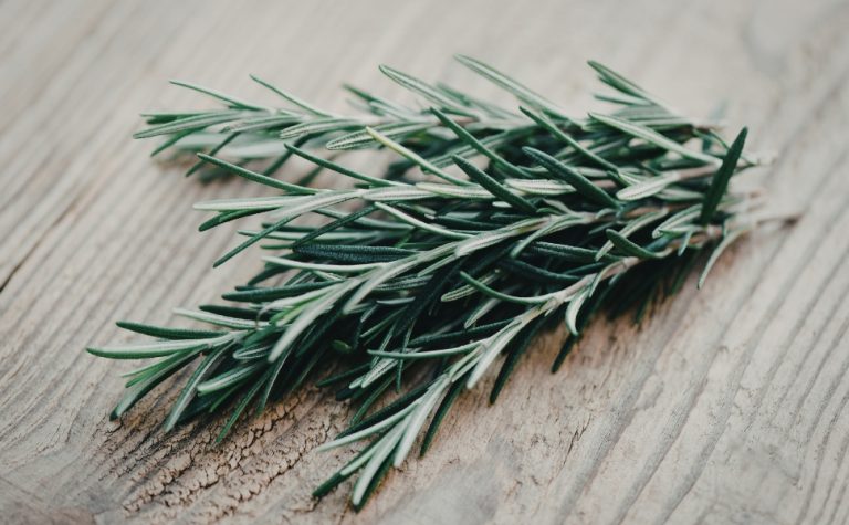 Anvisa suspende lote de alecrim com insetos vivos e pelo de animais