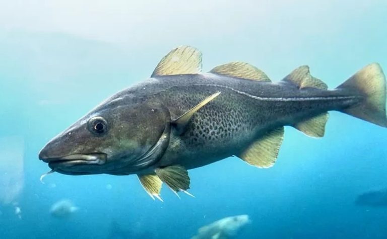 Bacalhau é um peixe? Entenda a origem do prato favorito da Páscoa