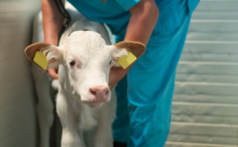 Brasil bane antibióticos para engorda animal que podem gerar resistência bacteriana