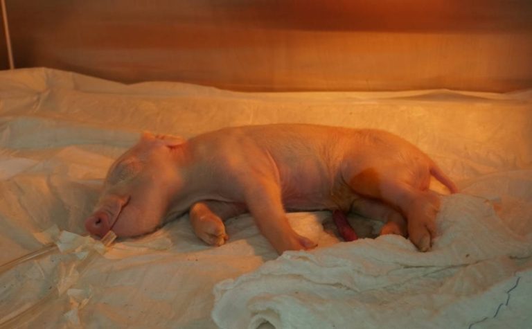 Brasileiros clonam 1º porco em projeto para transplante de órgãos suínos em humanos