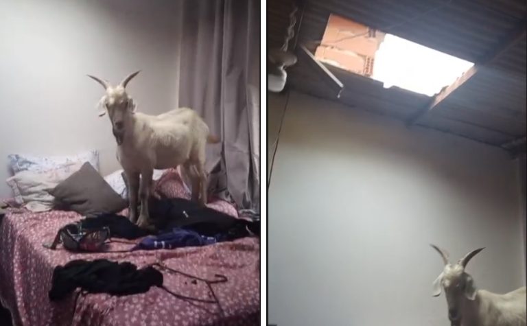 Cabra sobe em telhado, cai e vai parar em cima da cama de uma casa em Cariacica