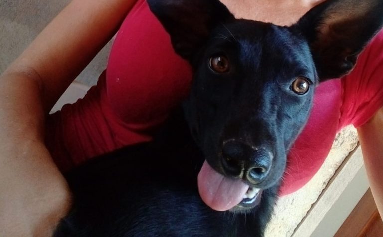 Cadela comunitária é morta a tiros por morador em Pancas