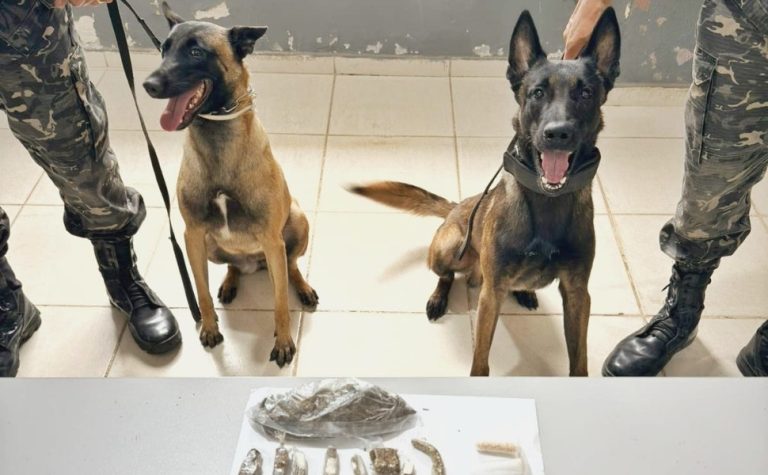 Cães farejadores encontram drogas durante treinamento em Vila Velha
