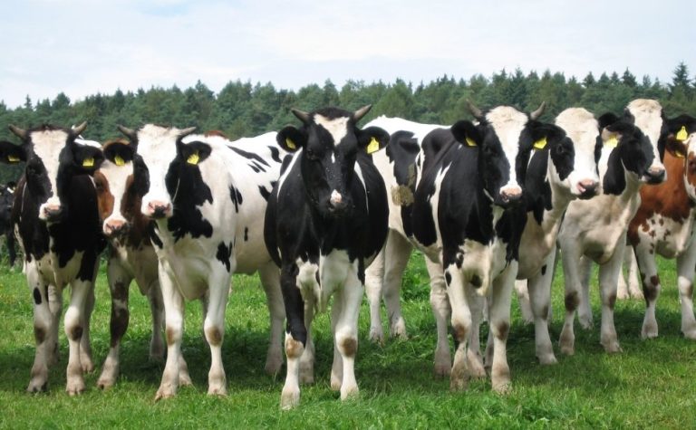 China confirma surtos de febre aftosa em 219 animais no país