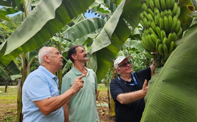 Cultivar do Incaper promete reforçar a bananicultura capixaba com resistência