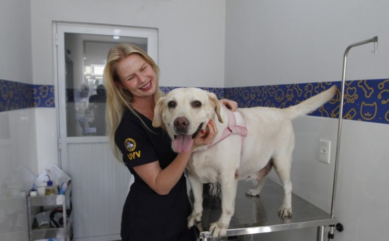 Faculdades abrem vagas para atendimento a pets