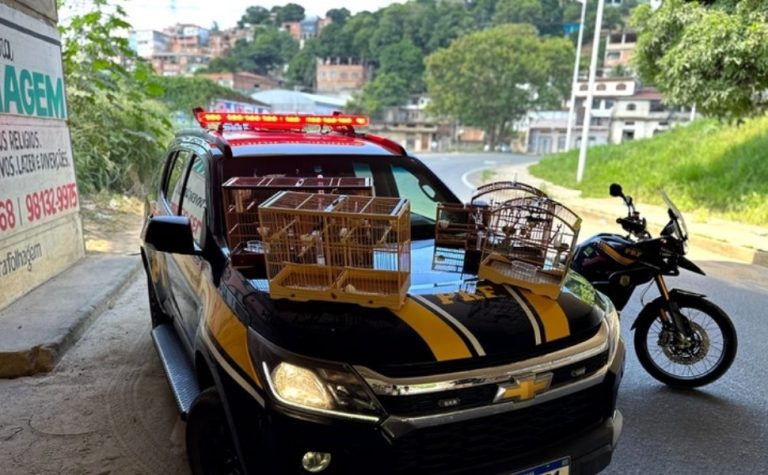Fiscalização na BR-101 em Cariacica resgata animais silvestres