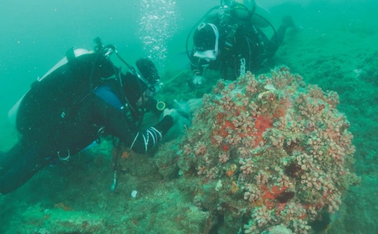 Força-tarefa para conter coral invasor em Guarapari