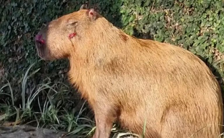 Grupo que agrediu capivara no Rio é denunciado por maus-tratos com crueldade