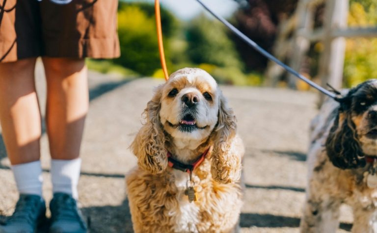 Guarda compartilhada de animais de estimação após separação de casais agora é lei