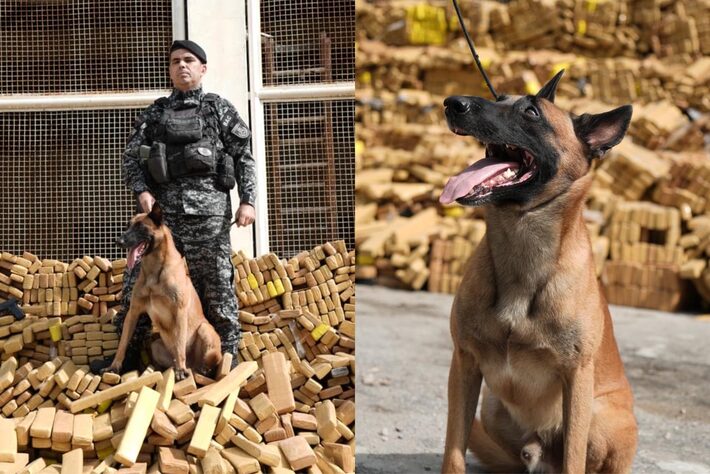 Huck, pastor-belga-malinois, foi responsável por encontrar bunker com 48 toneladas de maconha