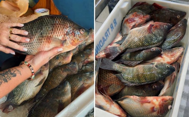 Mais tilápia por menor preço a partir desta quarta-feira na Grande Vitória