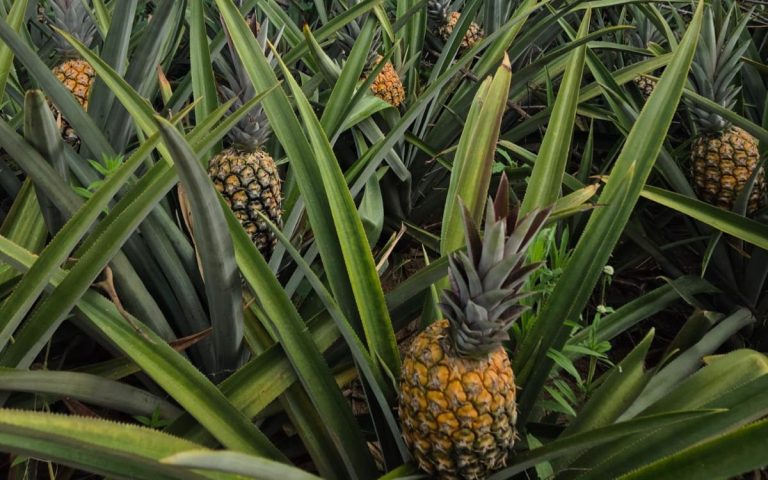 Ouro doce de Pombos: a realeza do abacaxi que conquista o mundo