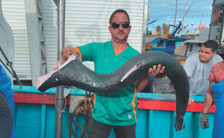 Pescadores querem licença para pegar mais tubarões