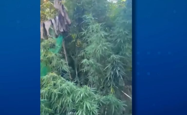 Plantação de maconha é encontrada dentro de casa em Aracruz