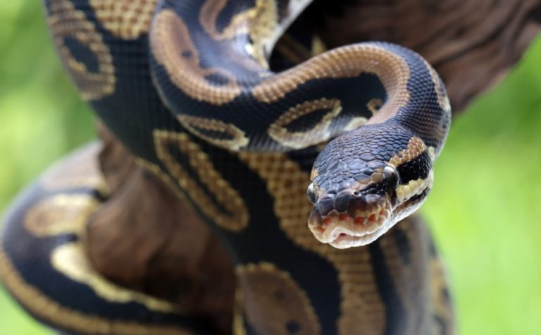 Substância encontrada em cobra pode reduzir o apetite
