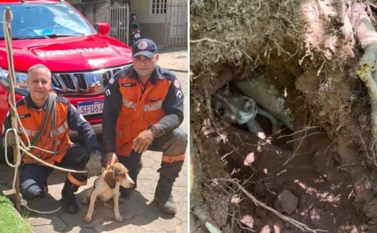 VÍDEO | Cadela fica presa em buraco e é resgatada pelos Bombeiros no ES