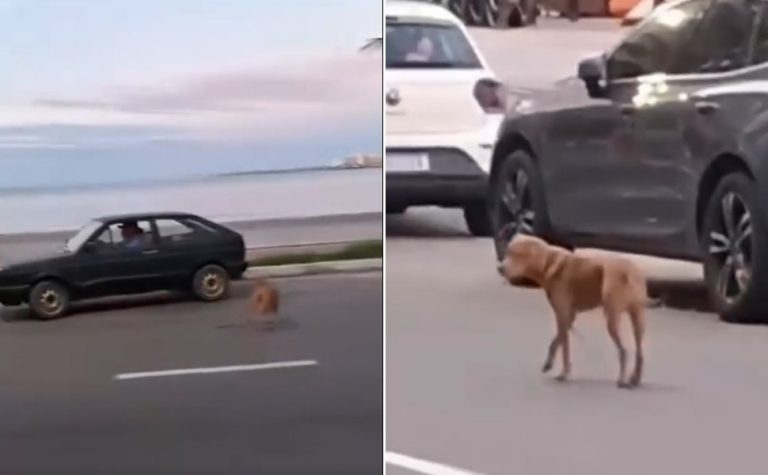 VÍDEO | Idoso que abandonou cachorro em Guarapari é localizado pela polícia