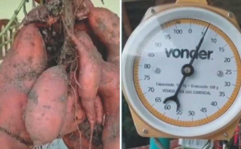Batata-doce de mais de 6 kg colhida no Estado