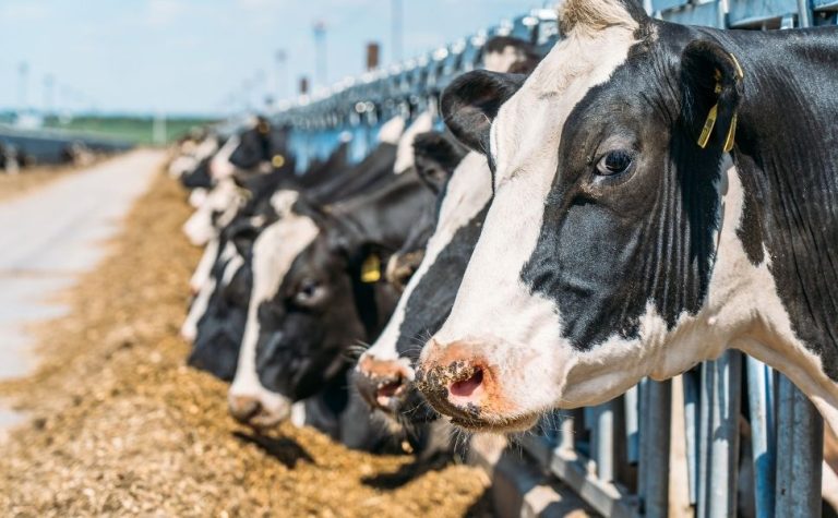 Brasil enviará a europeus dados sobre uso de antibióticos em carnes