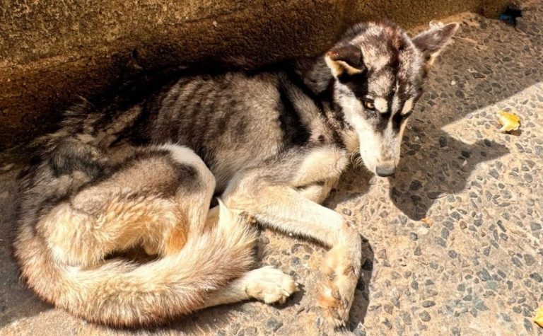 Cadela da raça husky siberiano é resgatada com desnutrição severa em Cariacica