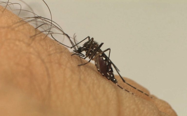 El Niño pode elevar casos de dengue no Brasil, com pior cenário no Sul e no Sudeste