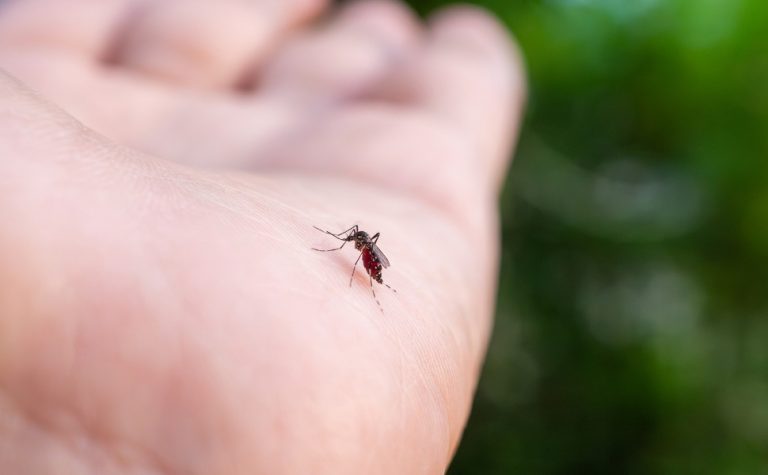 Em experimento, mosquitos Aedes aegypti aprendem a gostar de repelente