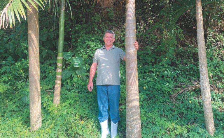 Juçara: fruta produzida no ES e que tem potencial nacional